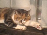 みぽこ日向ぼっこ