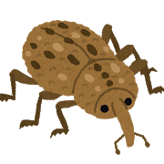 見付けた時には手遅れ？大きなオリーブをも枯らすアナアキゾウムシの恐怖！