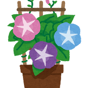 庭で勝手に発芽してた朝顔らしき物、開花する