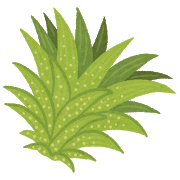 【エアプランツ】冬の水やりってどうしてる？