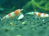 mamasan