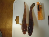 ハゼ2