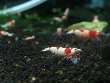 mama2