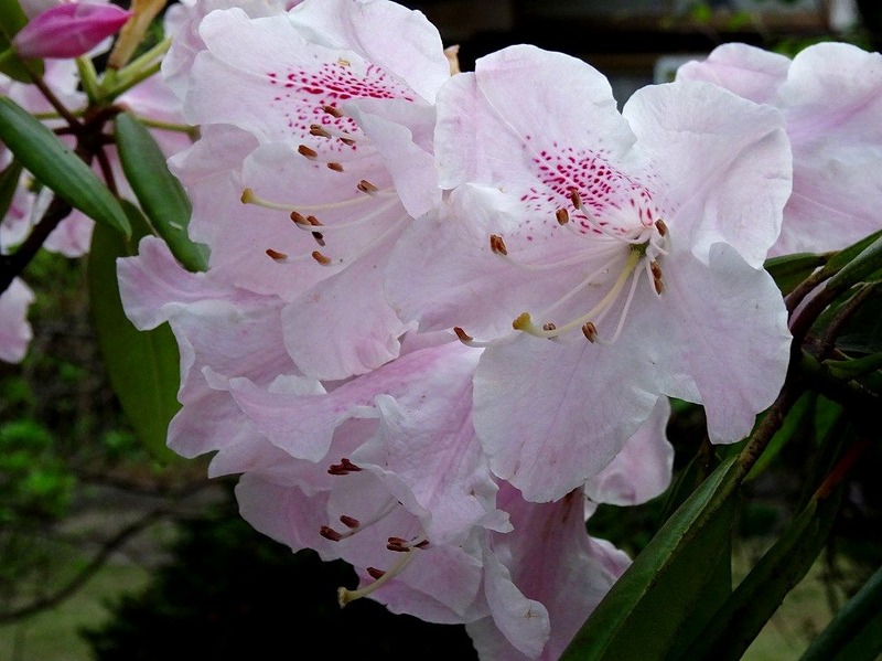 DSC07241