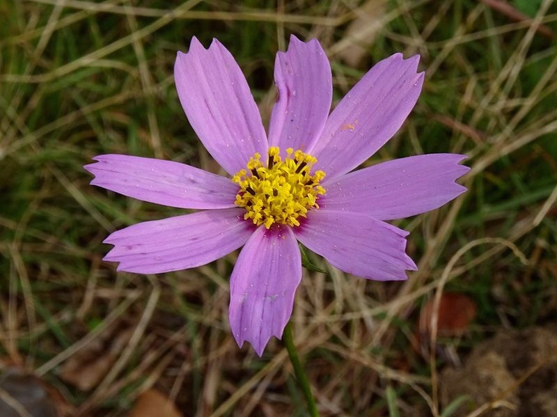 DSC08893