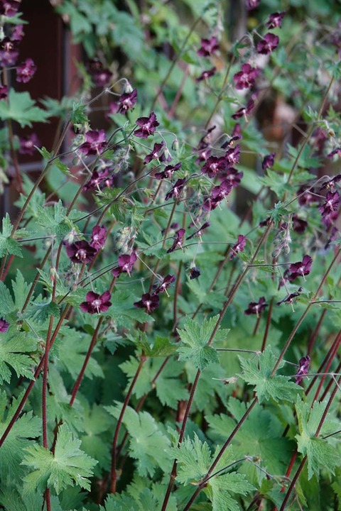 クロフウロDSC04843