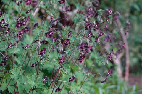 クロフウロDSC04840