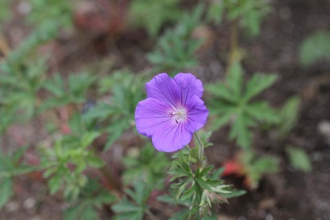 ゲラニウムオリオンIMG_7029