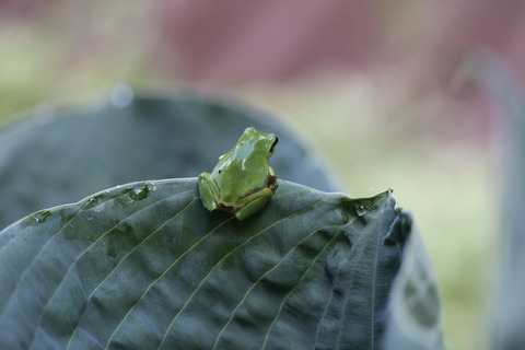 カエルIMG_2144