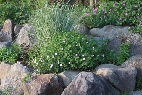 ゲラニウムIMG_7246