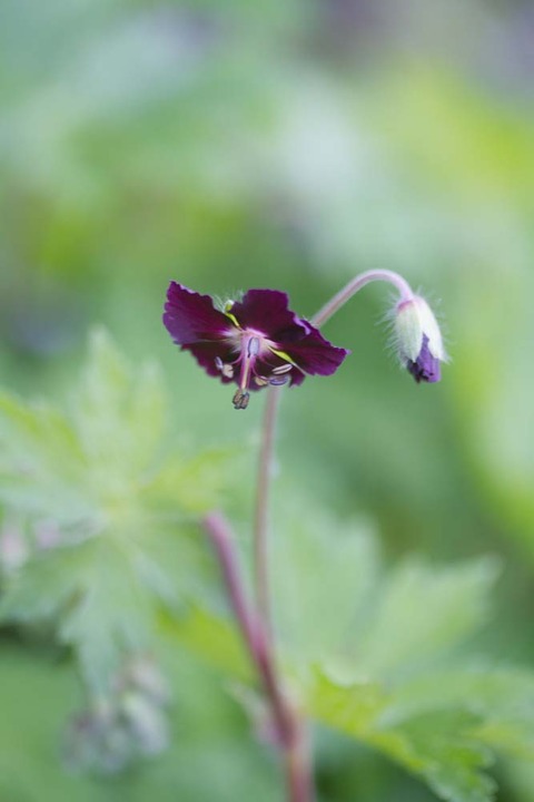 クロフウロIMG_6859