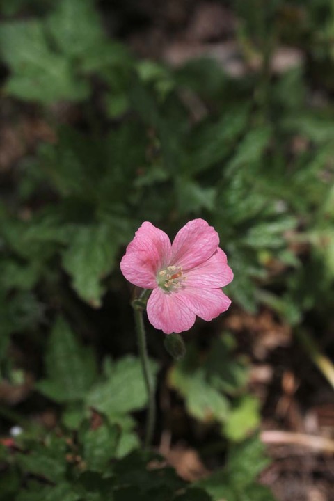 ゲラニウムIMG_7209