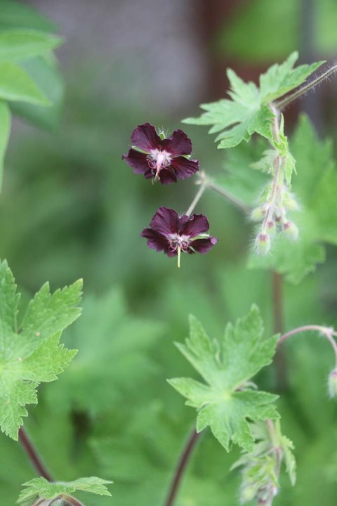 クロフウロIMG_7028