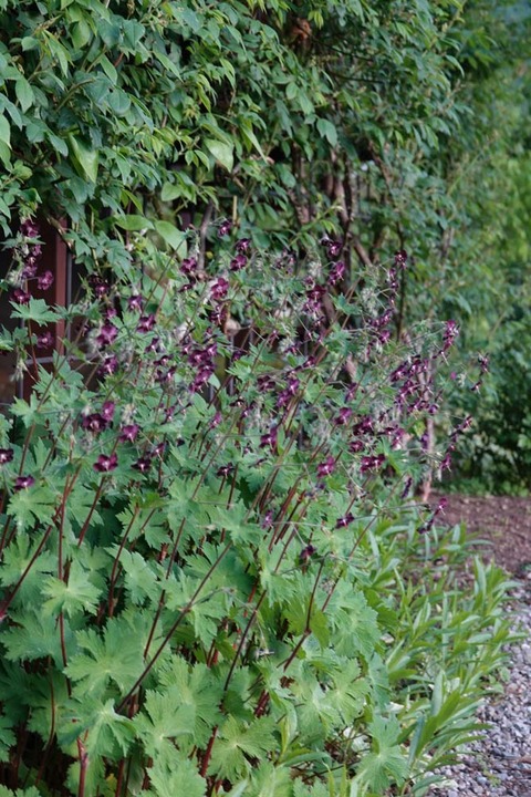 クロフウロDSC04838