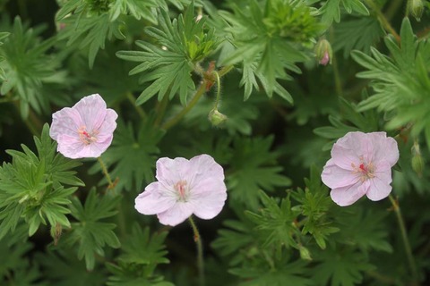 ゲラニウムIMG_7002