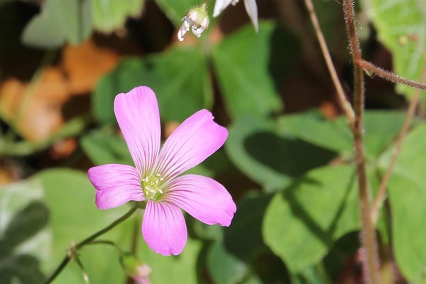 hana20120416_02