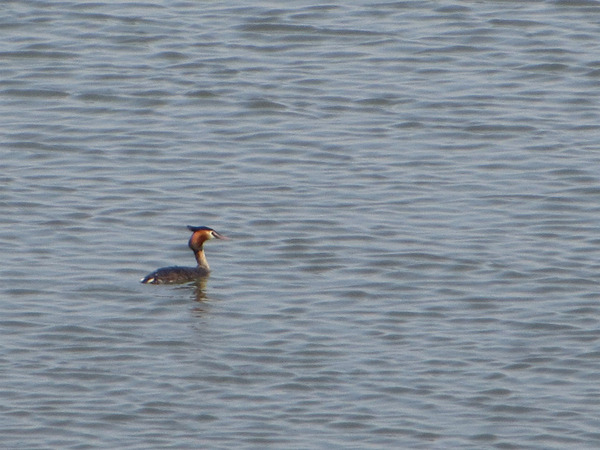 kaituburi20130317_01