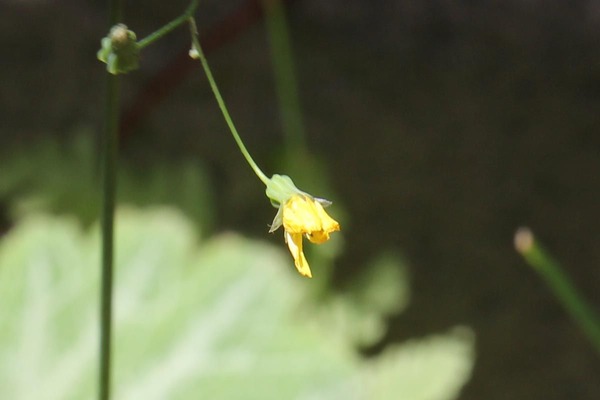 hana20120516_03