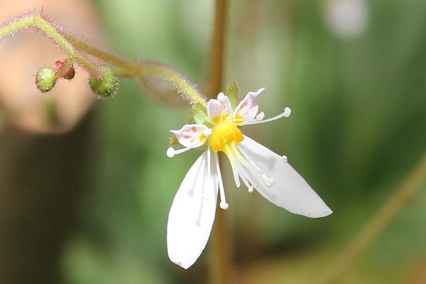 hana20120526_01