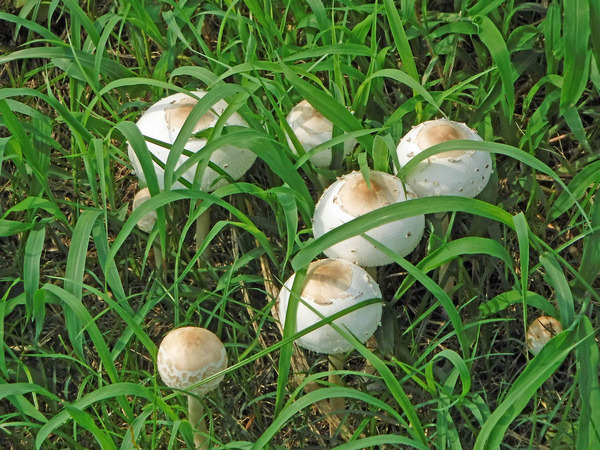 DSCF2161S
