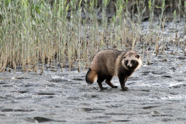 tanuki20141115_01