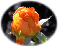 2012rose01