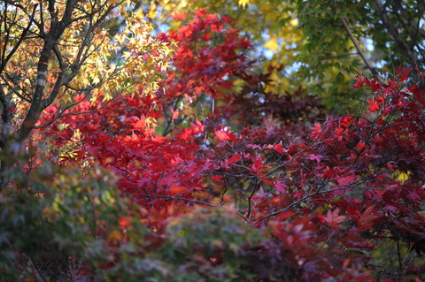 DSC_6185