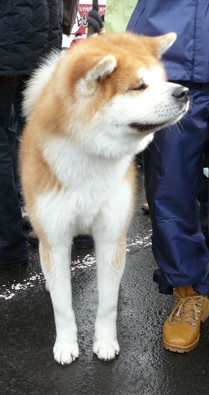 全国有名 秋田犬写真集(金子真澄) / 古本倶楽部株式会社 / 古本