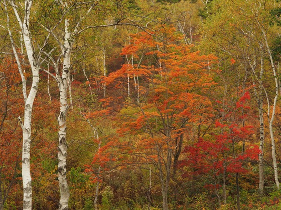PA040283_PRF
