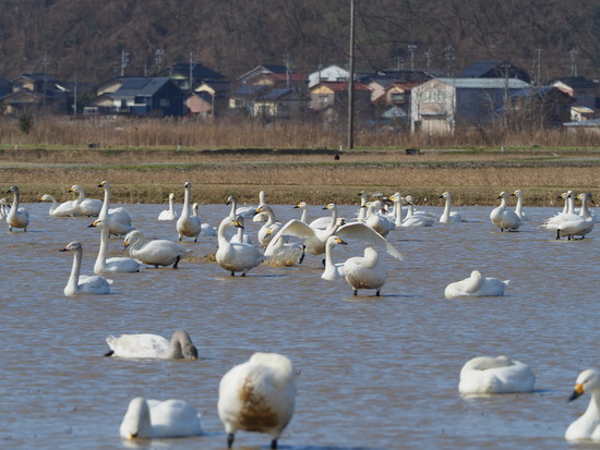 N2182815_PRF