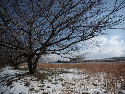 P1133041_PRF