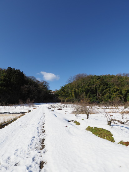 N1281590_PRF