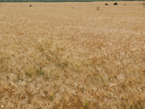 P6191558_PRF