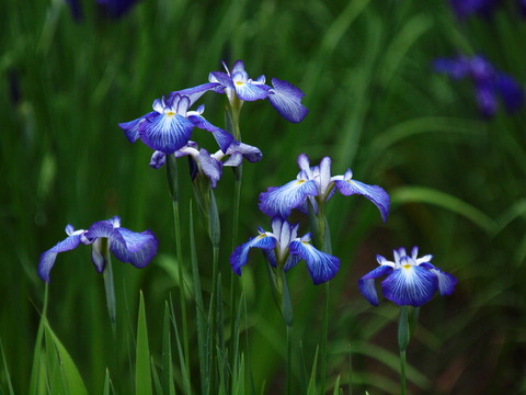 P6262065_PRF