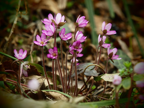 P4032862_PRF