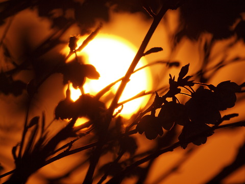 P4133724_PRF