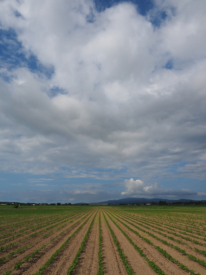 M7055338_PRF