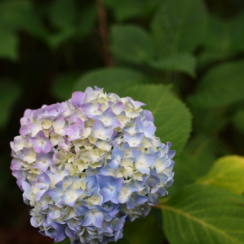 P6181343_PRF