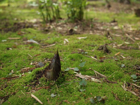 P5045244_PRF
