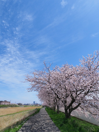 N4105593_PRF