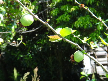 DSC01284