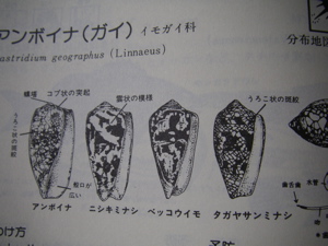 イモガイ