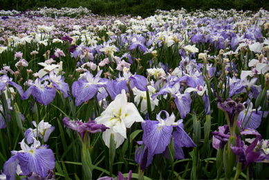 菖蒲