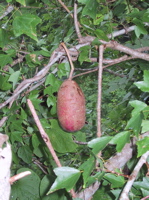 akebi3