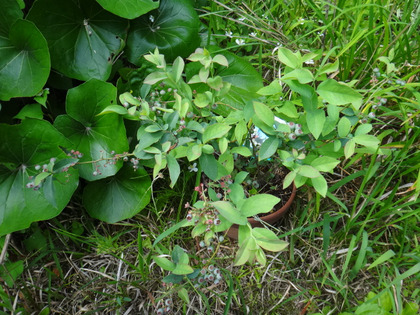 DSC03541