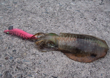 ika1