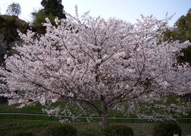 桜1