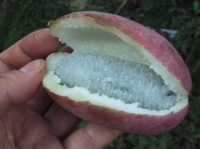 akebi