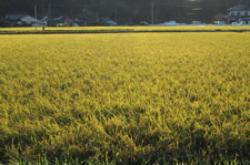 koganeiro