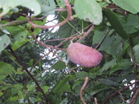 akebi2